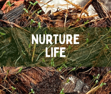 nuture life 1000x600